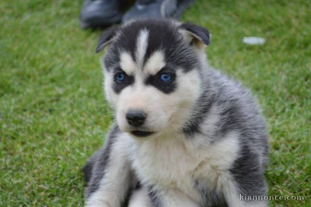 A donner Chiots husky Sibérien aux yeux bleu 