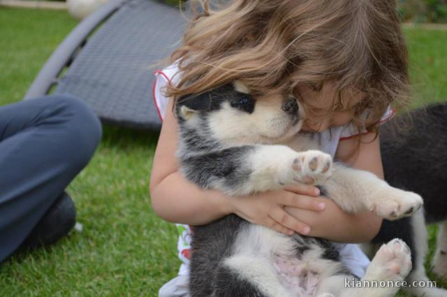 A donner Chiots husky Sibérien aux yeux bleu 