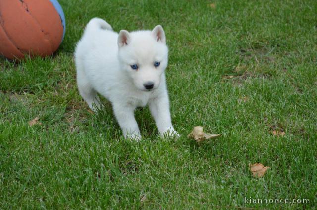 A donner Chiots husky Sibérien aux yeux bleu 