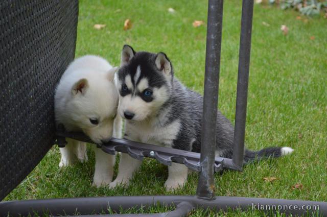 A donner Chiots husky Sibérien aux yeux bleu 