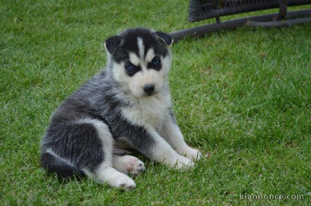 A donner Chiots husky Sibérien aux yeux bleu 