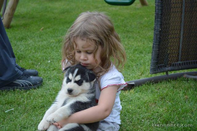 A donner Chiots husky Sibérien aux yeux bleu 