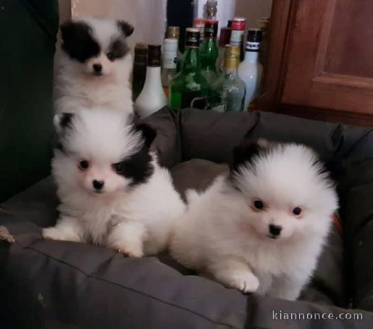 Adorable Chiots spitz nain lof d\