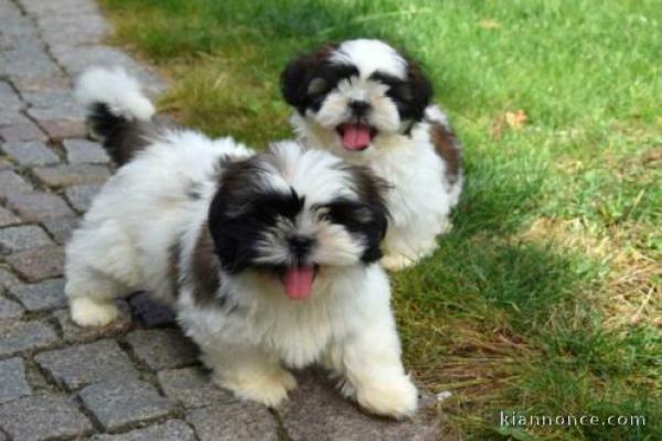 Adorable Chiots Shih Tzu Portée de 3 Chiots