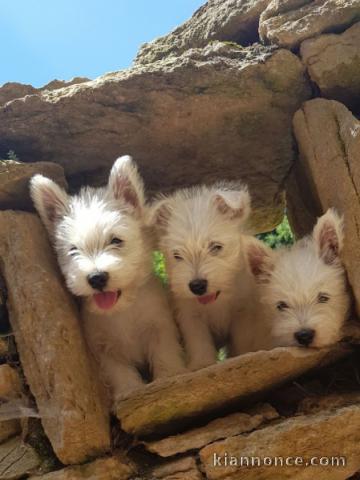 portée de 4 chiots Westi Terrier,