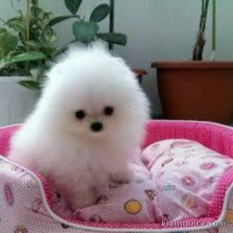 Adorable chiots spitz nain Blanc lof