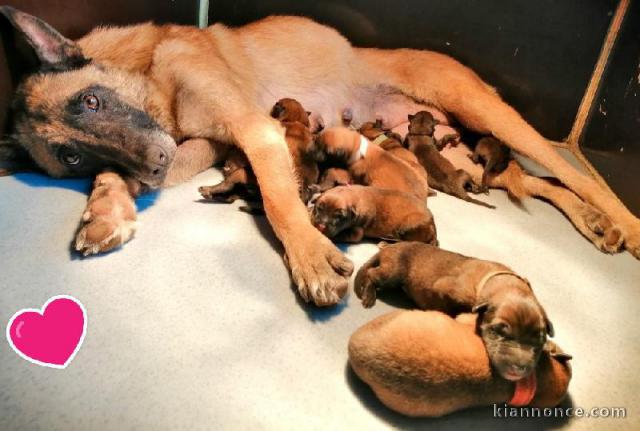 "berger malinois du Paradis des Edelweiss"