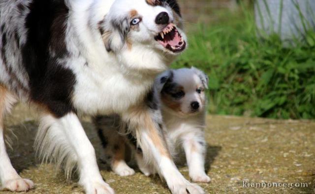 Magnifiques Chiots Berger Australien Pure Race,