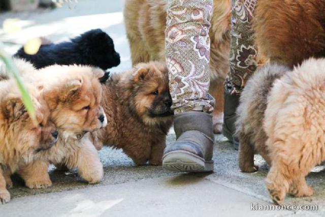  Magnifiques Chiots Chow Chow Pure Race Pedigree 