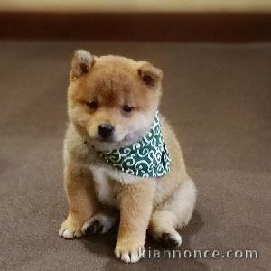 Adorables bébés shiba inu 4 femelles 5 mâles