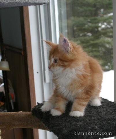  Chatons maine coon à donner.