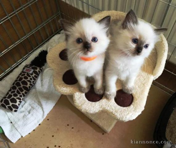 chatons Ragdoll  disponible de suite pour adption