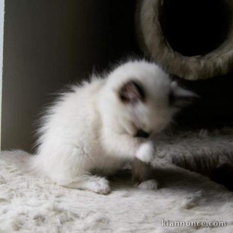 Une portée de 4 chatons ragdoll est née.