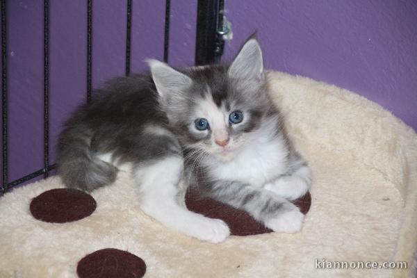 7 chatons de race maine coon loof