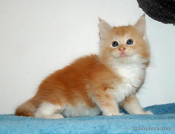 isponibles pour la réservation le mâle Main Coon lof.