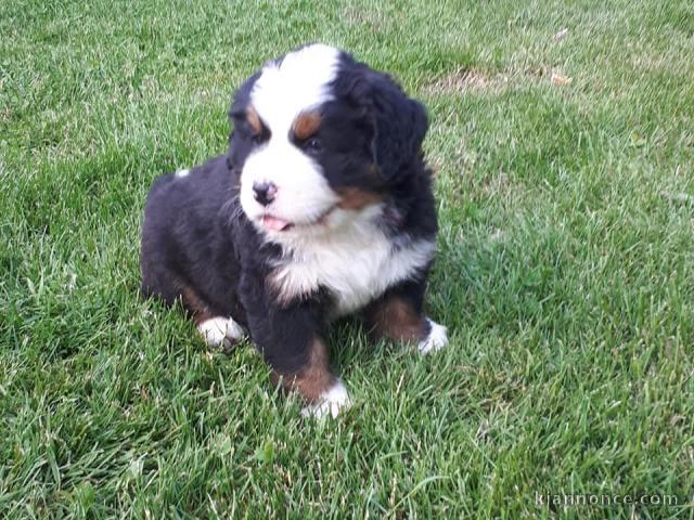 A donner chiot Bouvier bernois mâle et femelle  non LOF