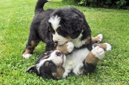 A donner chiot Bouvier bernois mâle et femelle  non LOF 