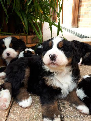 A donner chiot Bouvier bernois mâle et femelle  non LOF