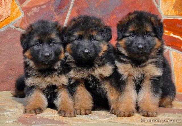 Magnifiques chiogs bergers allemands