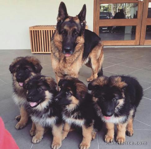 Magnifiques chiogs bergers allemands