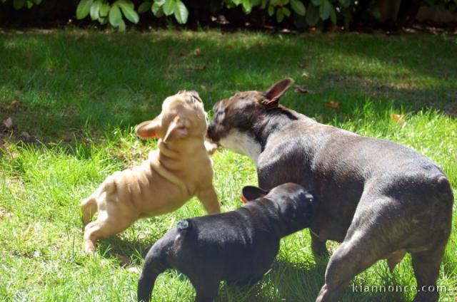 02 chiots bouledogue français