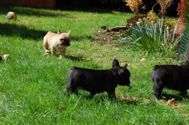 02 chiots bouledogue français