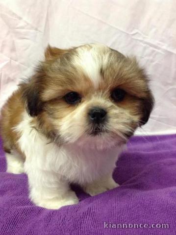 Adorables chiots shih tzu male et femelle LOF