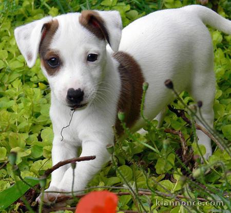  chiots jack russell LOF