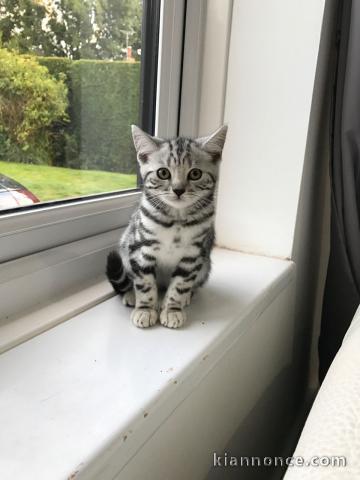 chatons type British Shorthair,