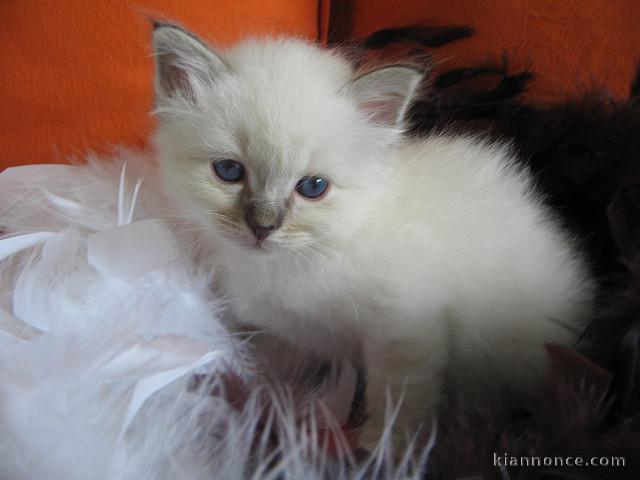 Aimables chatons sacré de birmanie