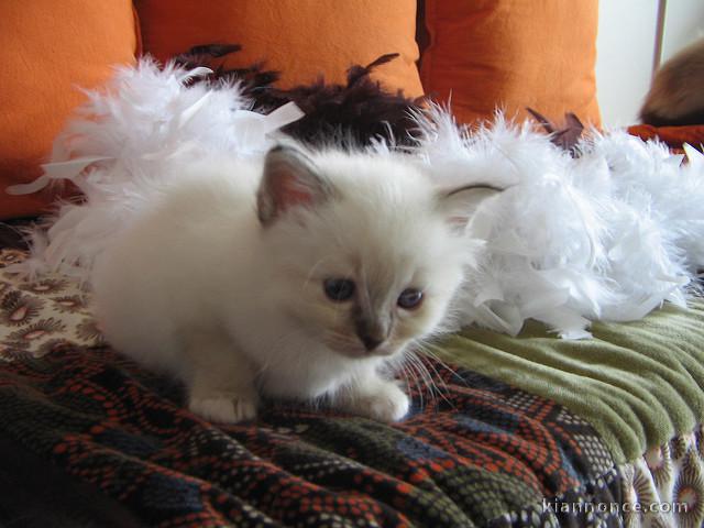 Aimables chatons sacré de birmanie