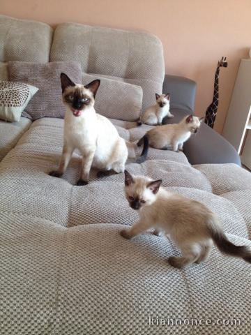 Sublimes chatons siamois pour vous