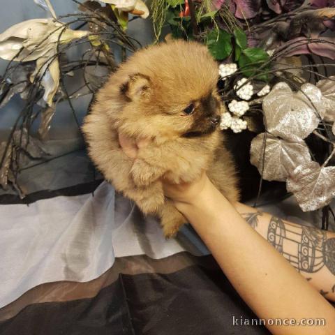 Adorables petits chiots spitz nain