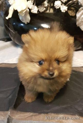 Adorables petits chiots spitz nain