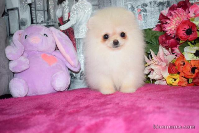 Adorables petits chiots spitz nain