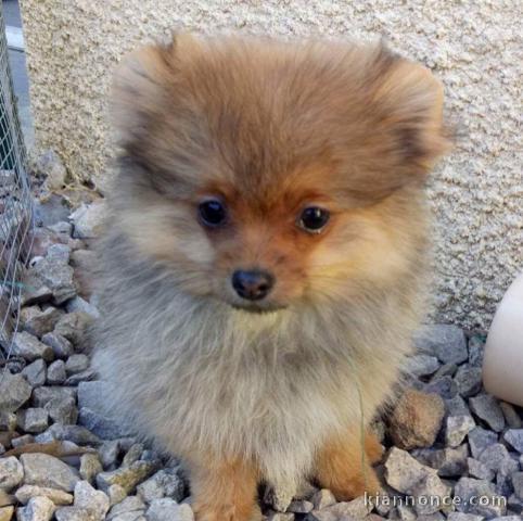 Adorables petits chiots spitz nain