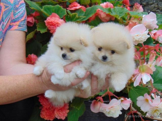 Adorables petits chiots spitz nain