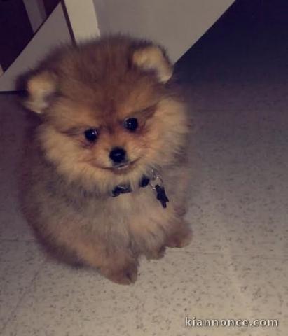 Adorables petits chiots spitz nain