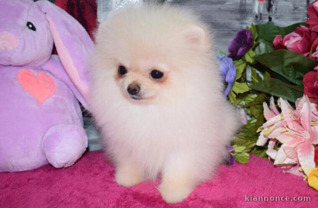 Adorables petits chiots spitz nain