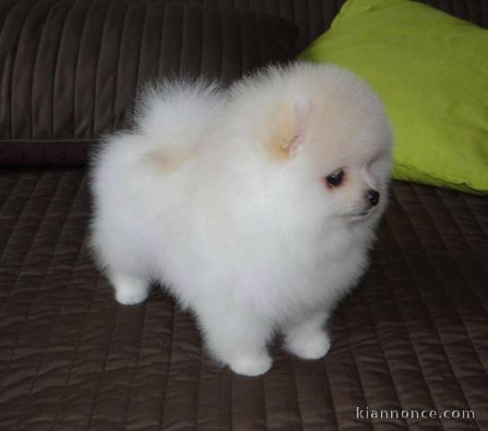 Adorables petits chiots spitz nain