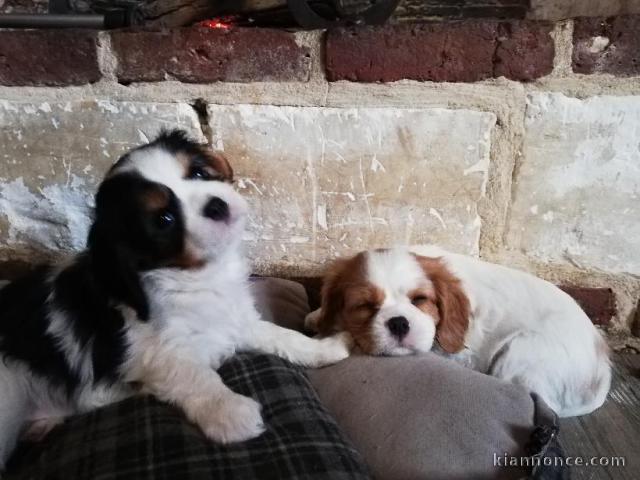 Chiots cavalier king charles 