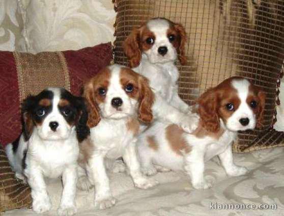 Chiots cavalier king charles