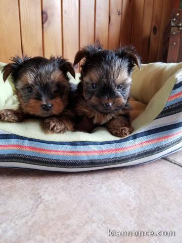 Chiots yorkshire recherchent famille adoptive