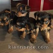 Chiots yorkshire recherchent famille adoptive