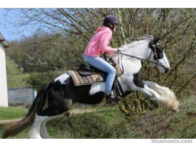 Jument Irish Cob de 5 ans a donner