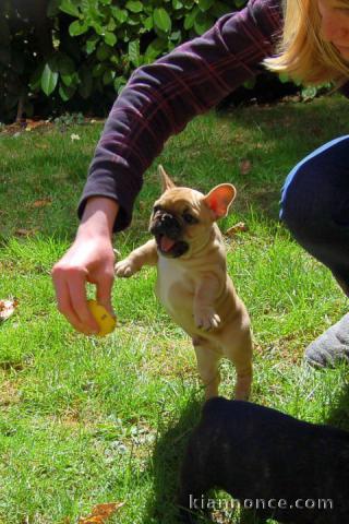  chiots bouledogue Français LOF