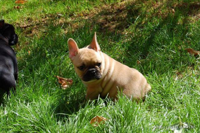  chiots bouledogue Français LOF