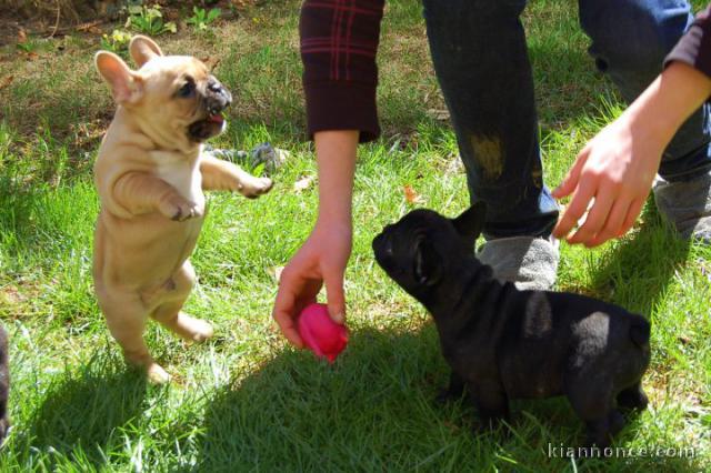  chiots bouledogue Français LOF