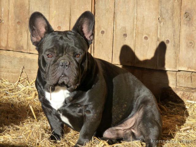  chiots bouledogue Français LOF