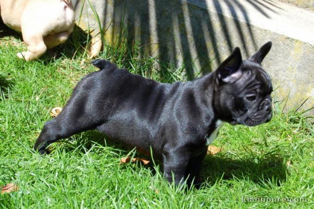   Disponible de suite chiots bouledogue Français LOF